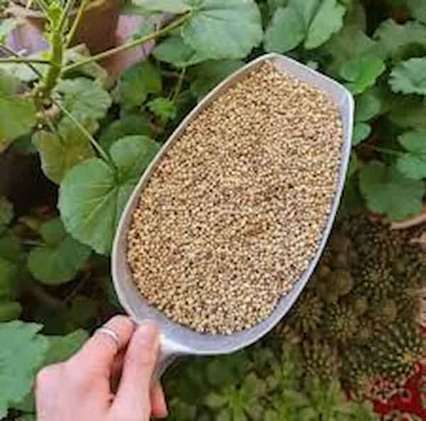 تصویر 5 از خرید و قیمت تخم گشنیز کیلویی + فروش عمده